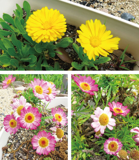 お花開花